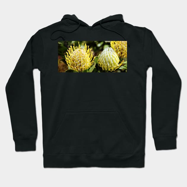 Proteas, Kirstenbosch Gardens, South Africa Hoodie by Carole-Anne